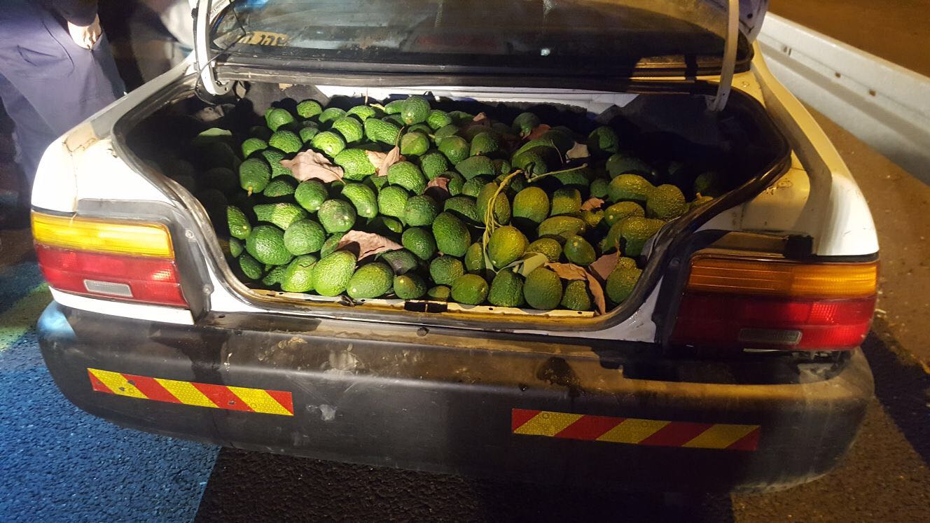 כתב אישום נגד חוליה שגנבה כטון אבוקדו מקבוצת שילר