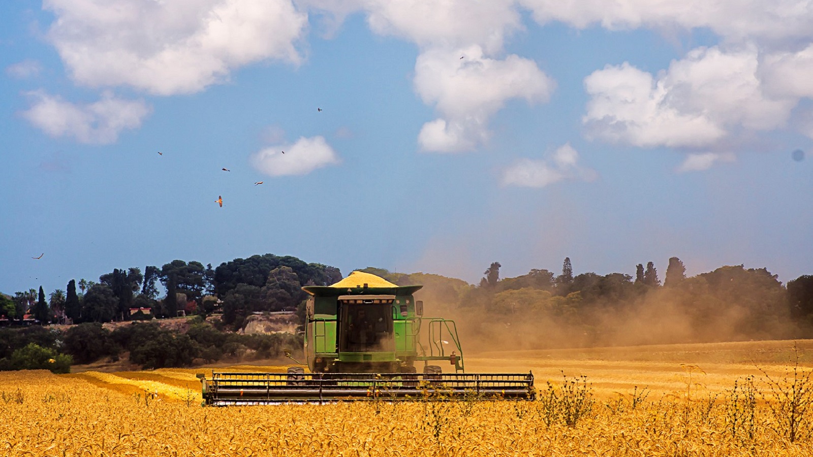 קציר חיטה בשדות כפר גליקסון. החיטה צומחת, בקושי. צילום: יואב סיני
