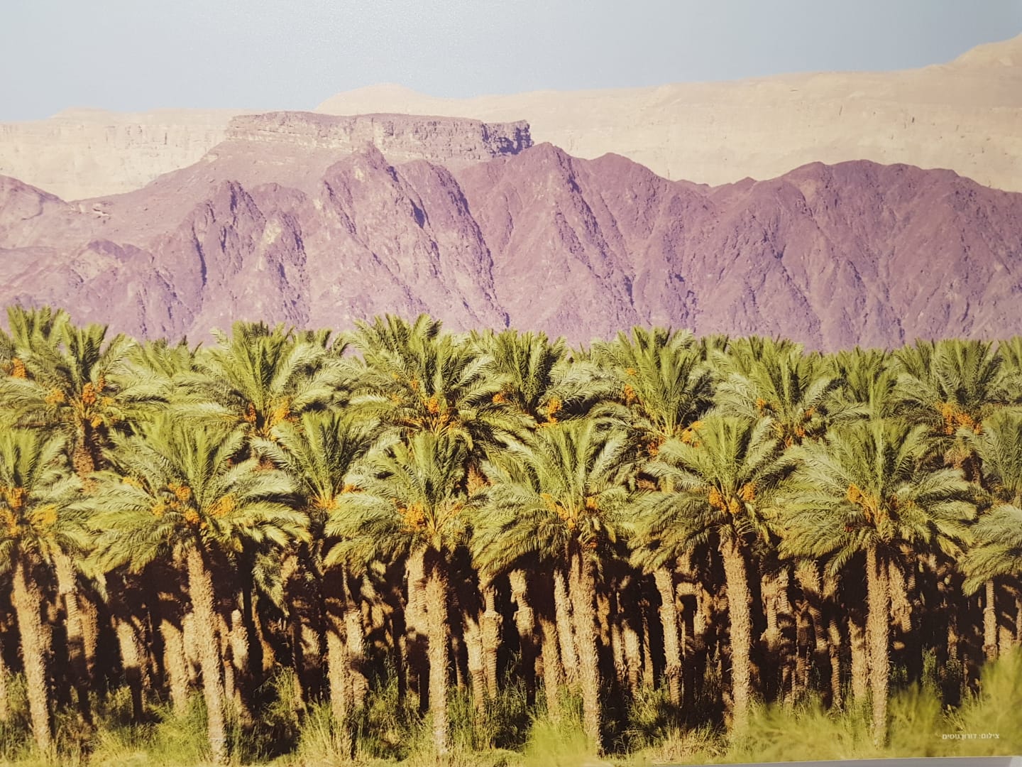 תמרים והר תמנע. צילום: דורון ניסים