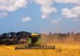 קציר חיטה בשדות כפר גליקסון. החיטה צומחת, בקושי. צילום: יואב סיני